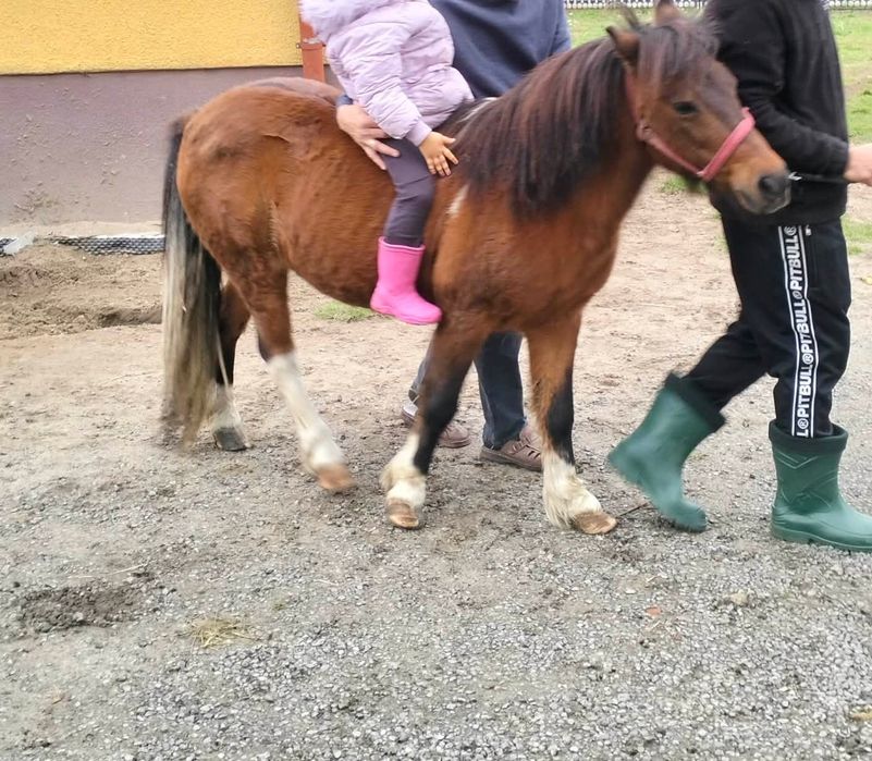Koń, kucyk dziewczyna