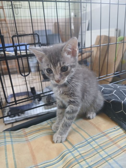 Kotki do adopcji