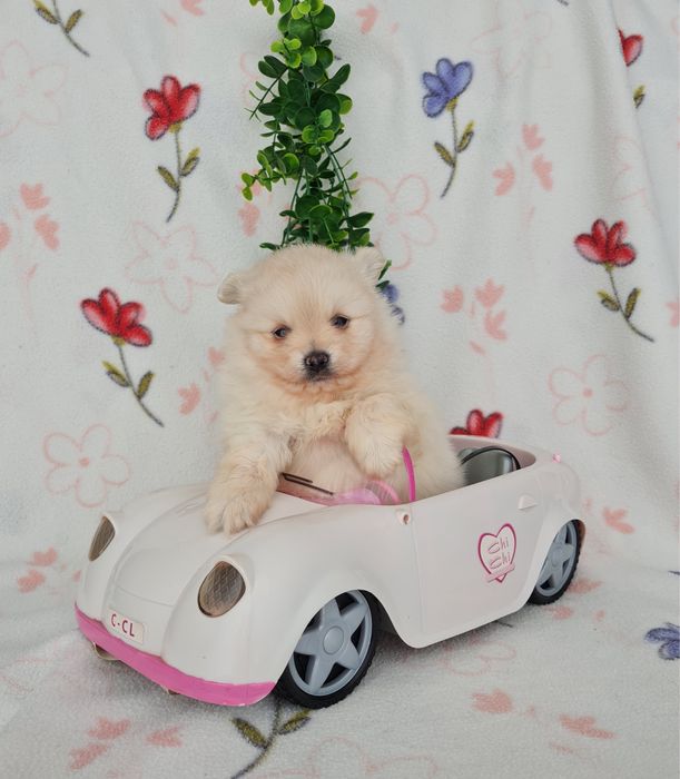 Exuberante mini Lulu da Pomerania / Spitz Alemão Anão de Qualidade
