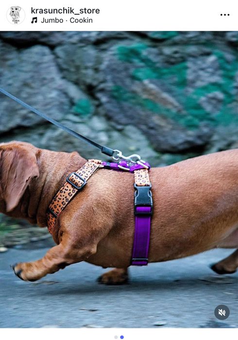 Анатомічна шлейка для собак