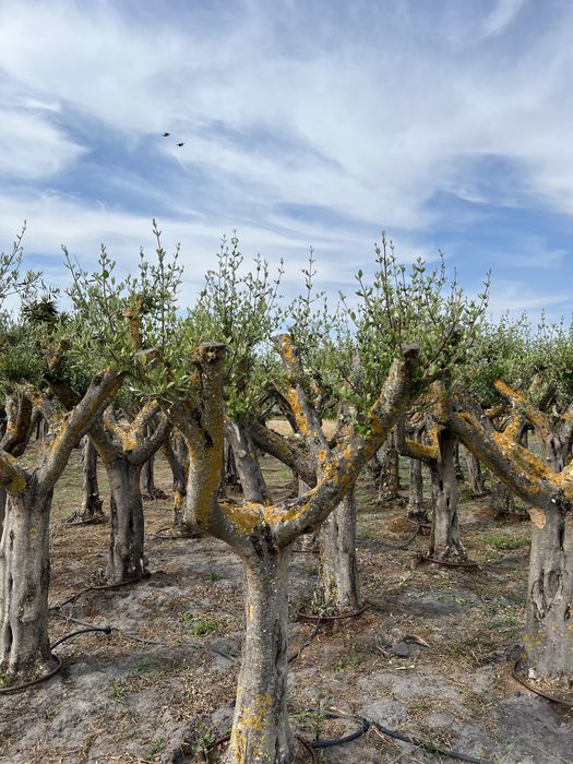 Venda de Plantas/Árvores