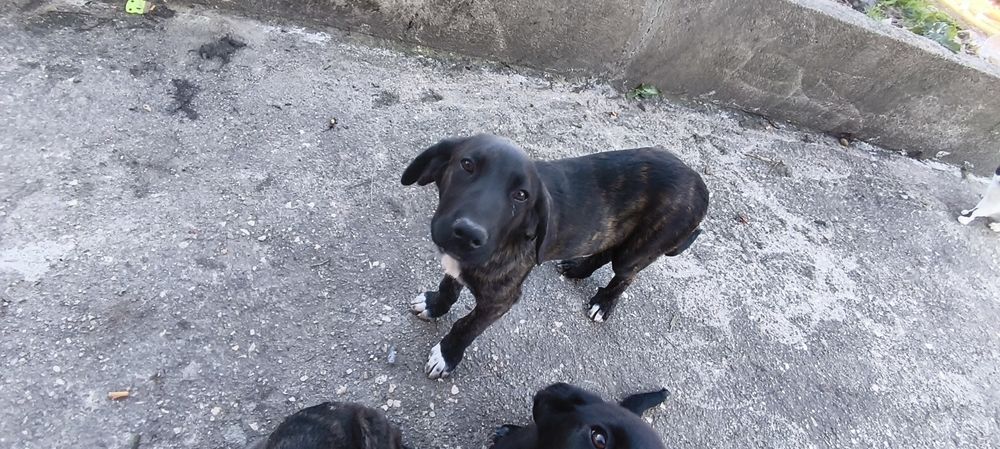 Cachorros para adoção responsável