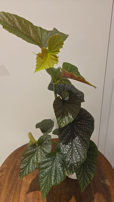 Begonia corallina de Lucerna begonia kropkowana
