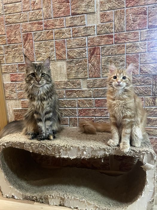 скидки новогодние мейнкуны с документами,вакцинированы,разные окрасы