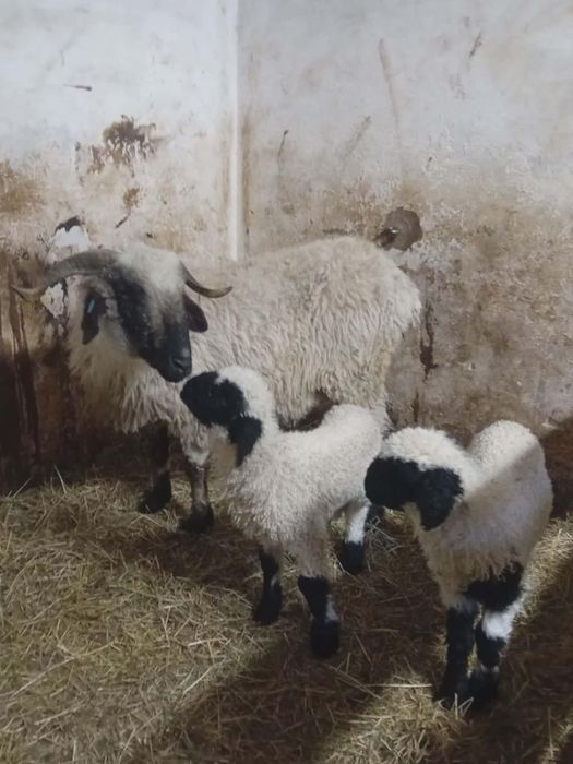 Walizerska Czarnonosa ( owca z parką jagniąt)