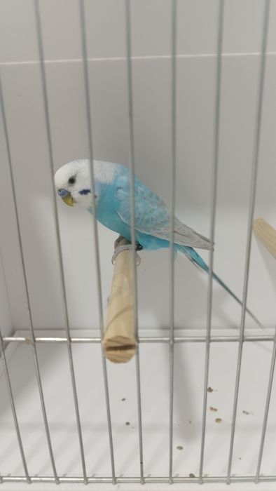 Periquito macho asas claras