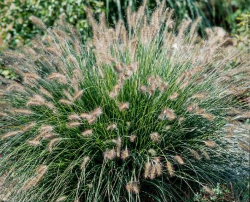 Pennisetum.