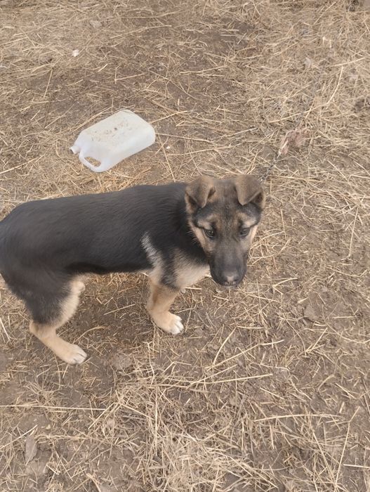 Віддамо песика у добрі руки