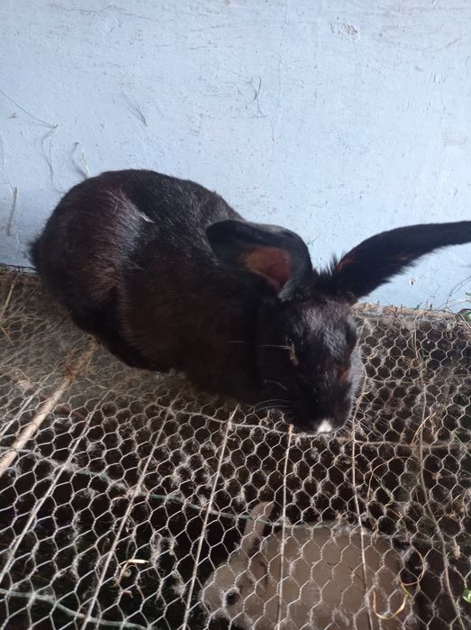 Króliki samiczki kotne