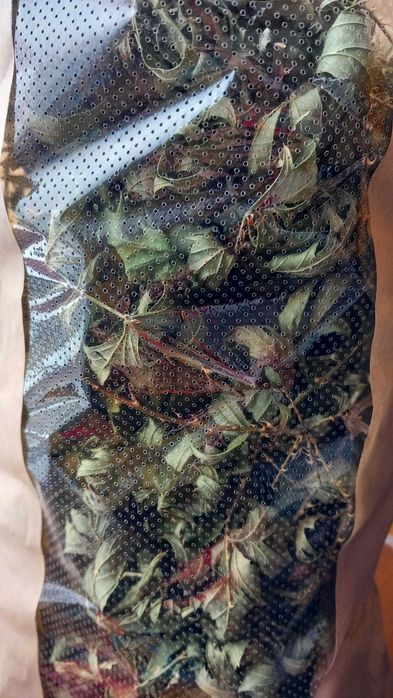 Hej Kup u mnie  #liść jeżyny #jeżyna