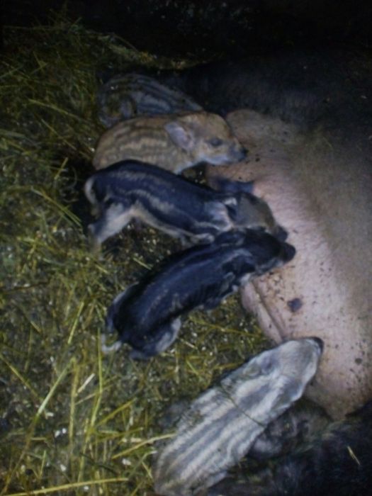 Венгерская пуховая мангалица!!! Угорська пухова мангалиця!!!