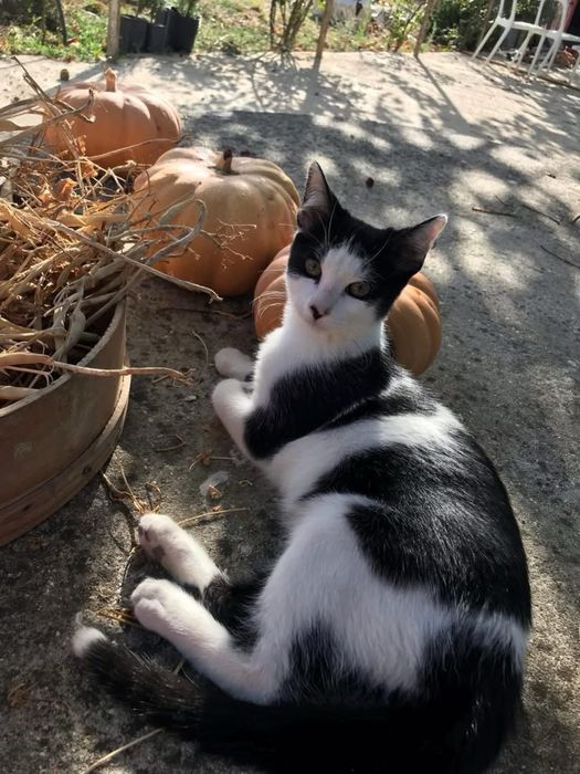 Gatinho para doar