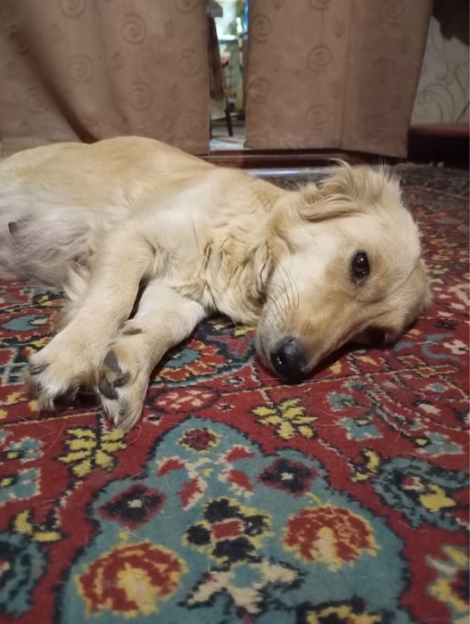 Гарненькі цуцики шукають родину