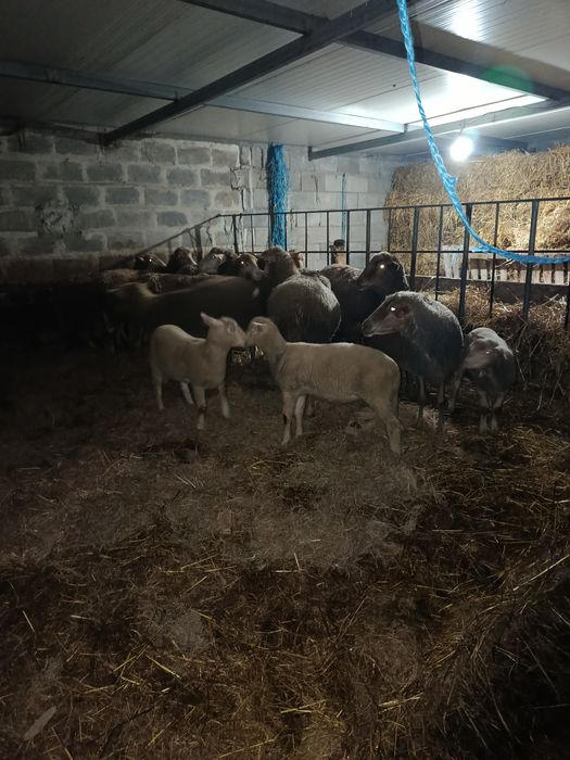 Borregos cruzados de Ile France