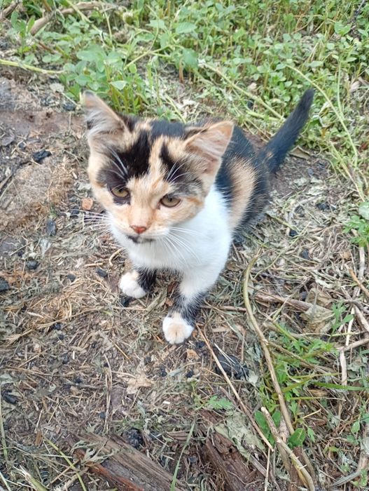 Отдат котенка в хорошие руки