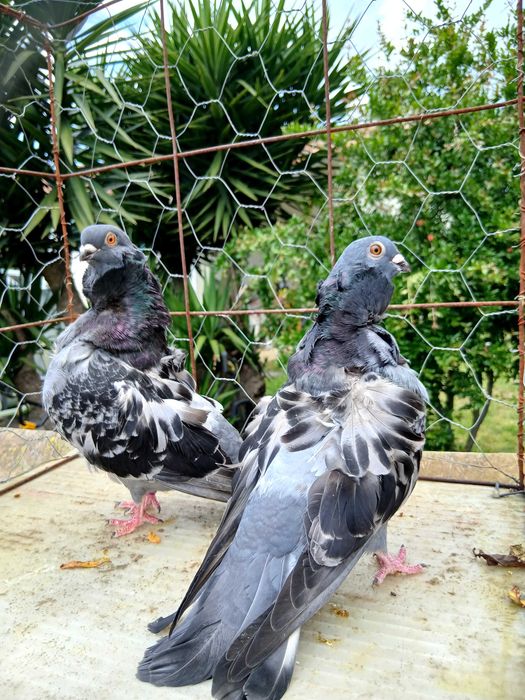 Pombos chorreras