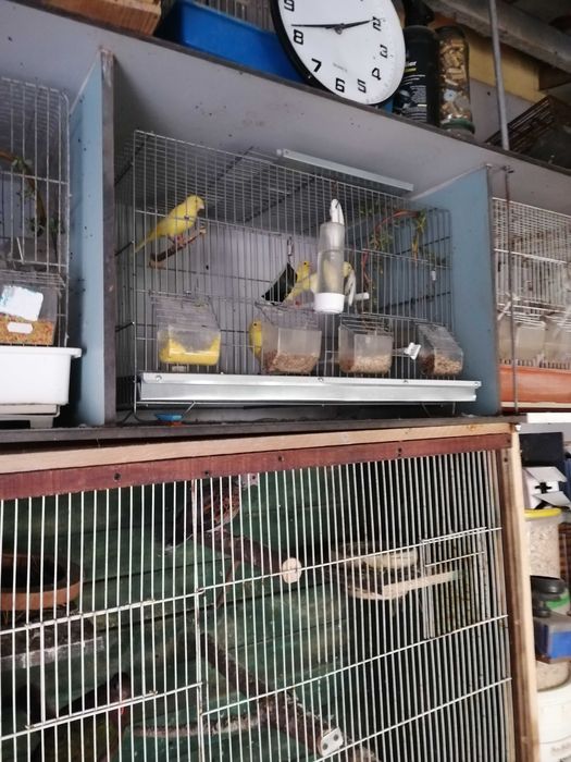 Canários belgas e espanhóis