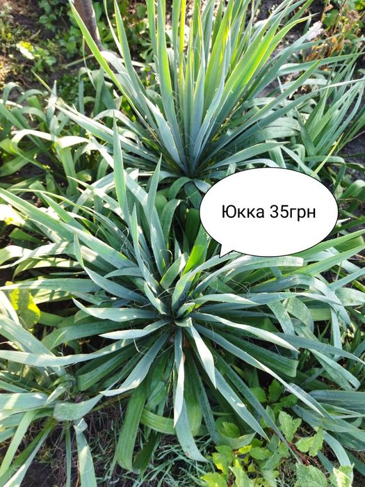 Пряні трави, м'ята, меліса.