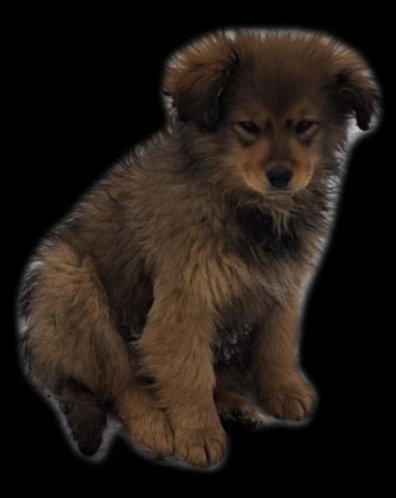 Сміла.Терміново! Маленьким собачим діткам  потрібні  родини.