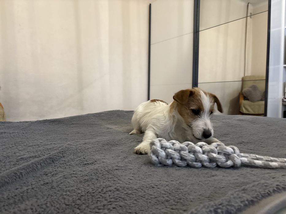 Suczka Jack Russell Terrier