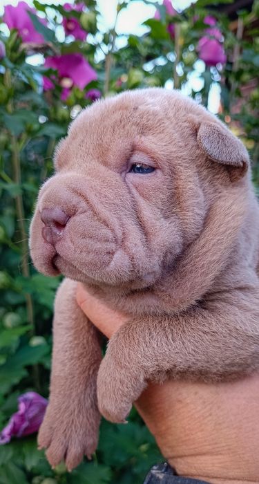 Шар-Пейчики з розплідника "Legends of China"