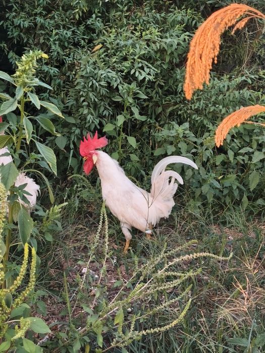 Galos leghorn Brancos