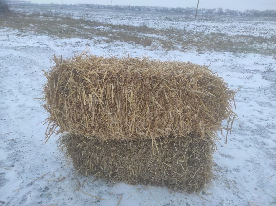Продам солому урожай 2025 року