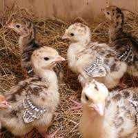 инкубационное яйцо индюшки