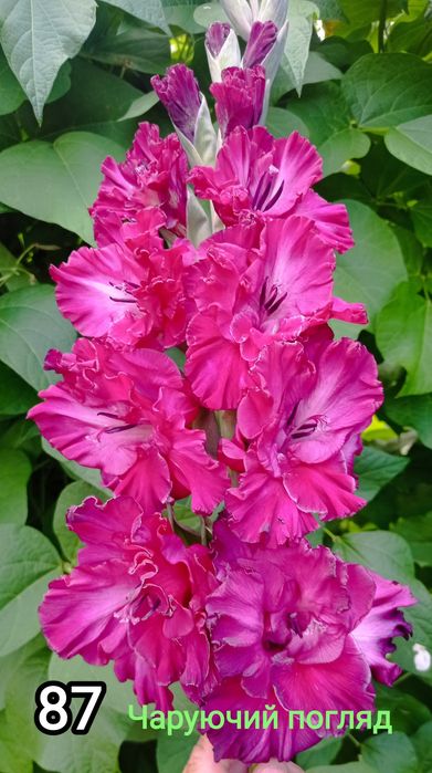 Продам цибулини гладіолусів