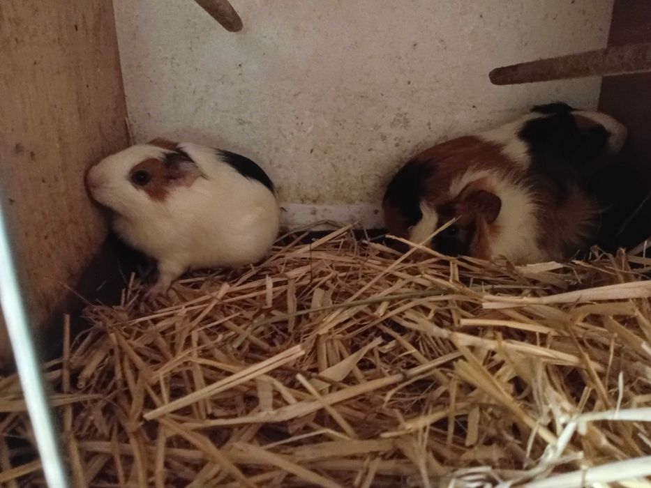 3 młode świnki morskie (2 samice i niespokrewniony samiec), cena za 1 szt, Wieluń, Tel.: 515 404 052