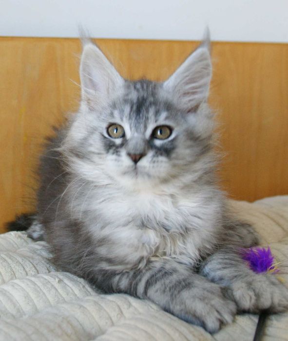 Maine Coon - kocurek