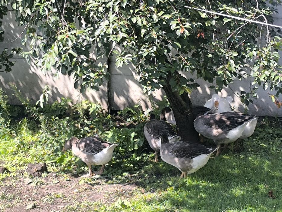 Gęsi łabędziowe sprzedam