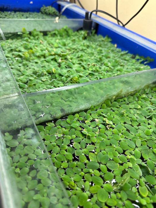 Водорості в акваріум / ставок Пістія капуста салат для рибок