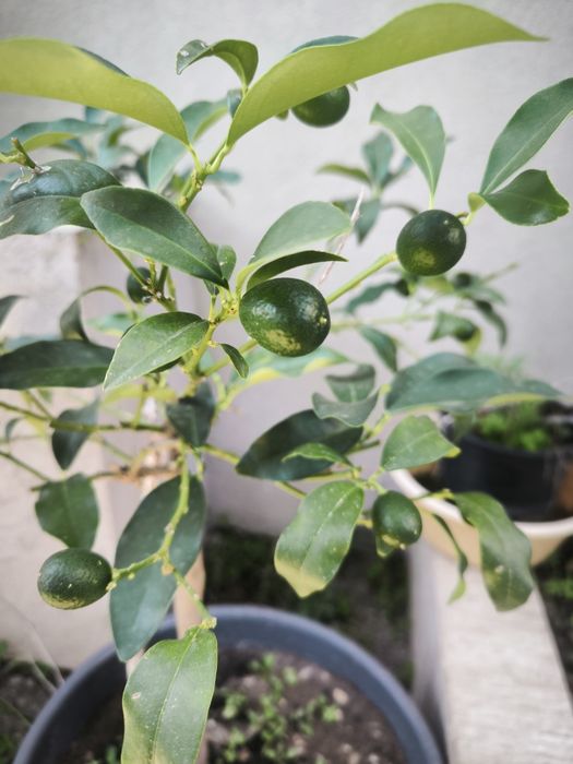 Árvore kumquat com frutos e flor