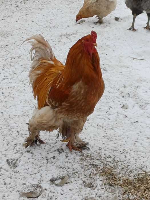 Sprzedam koguty rasowe