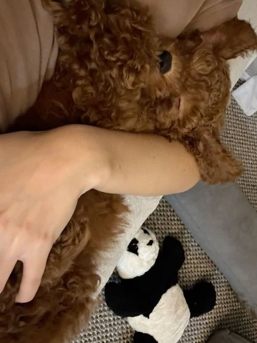 Міні той-пуделі — крихітні, розумні та дуже милі