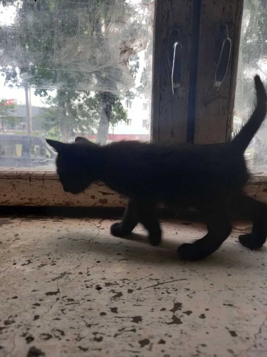 Отдам в хорошие руки!