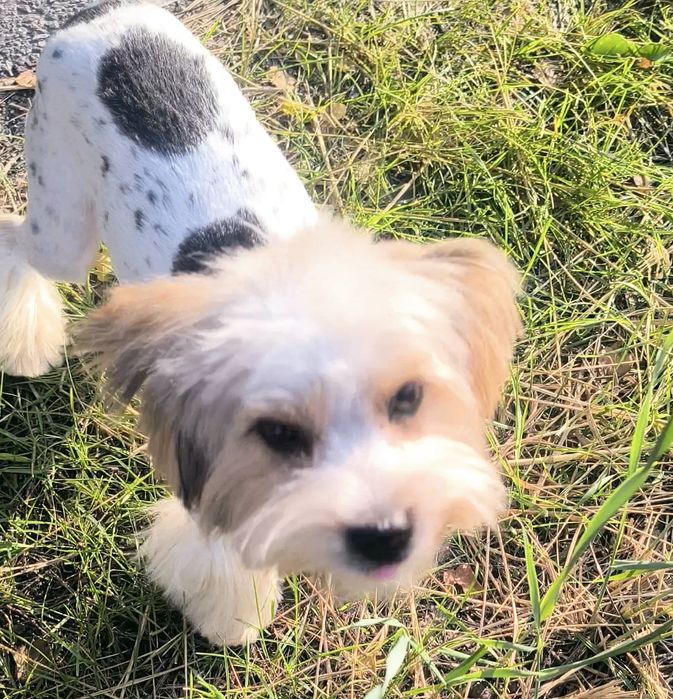 Собака- улибака. Чарівна леді бівер йорк