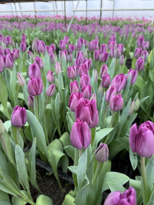 Тепличні тюльпани гурт