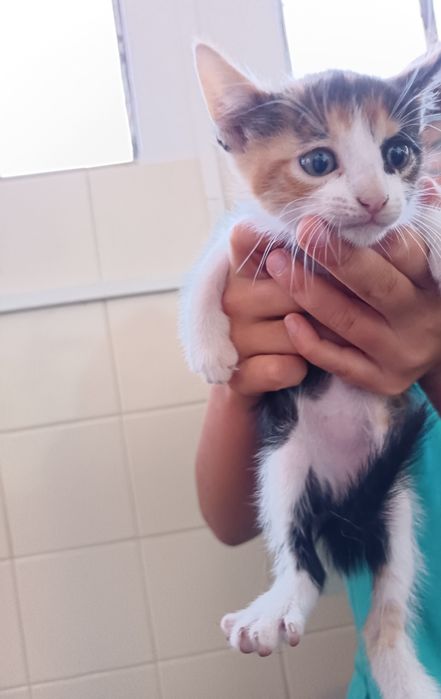 Gatinhos para adoção responsável