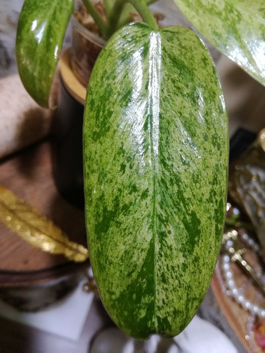 Philodendron Whipple Way Mint Variegata Filodendron roślina kwiat