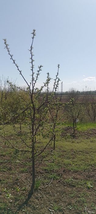 Продаж земельної ділянки с.Бобриця Канівський район