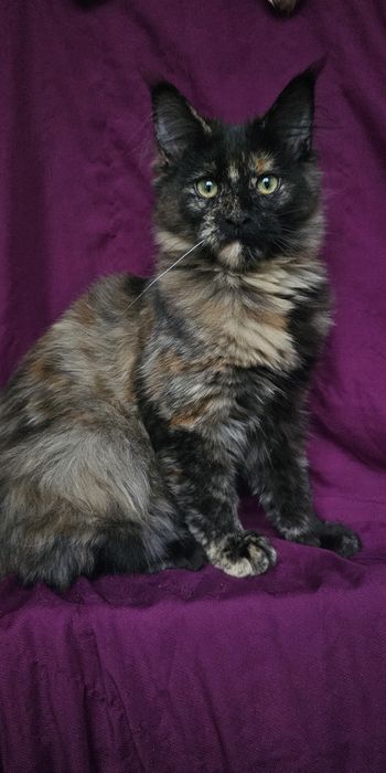 Черепахова жемчужина  девочка  мейн кун