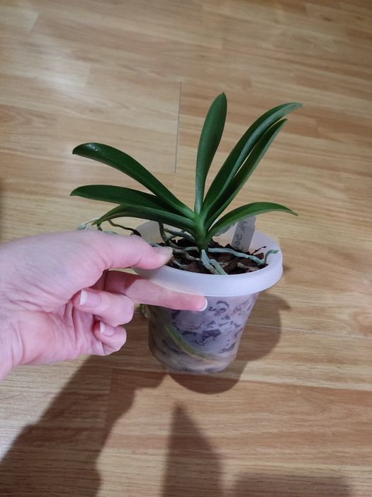 Фаленопсиси Sogo Gotris pelor і звичайна