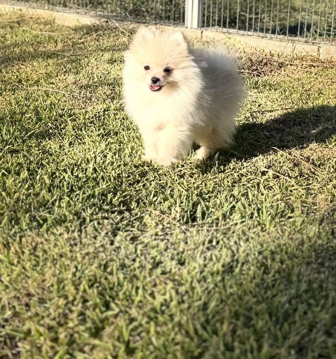 Lulu da Pomerânia menino Micro Miniatura