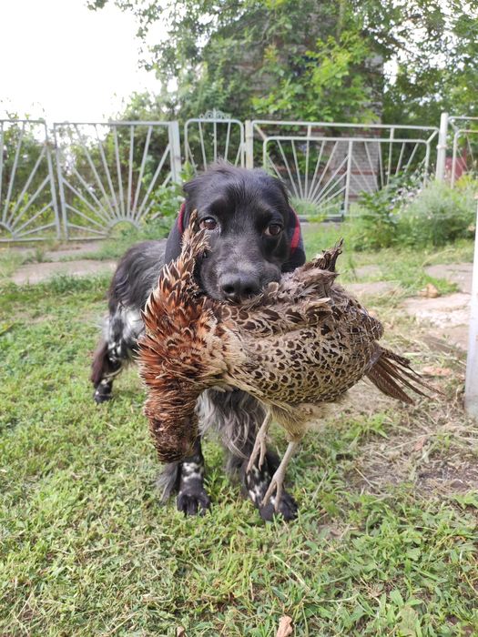 Вязка русский спаниель. Кобель для вязки. Русский охотничий спаниель.