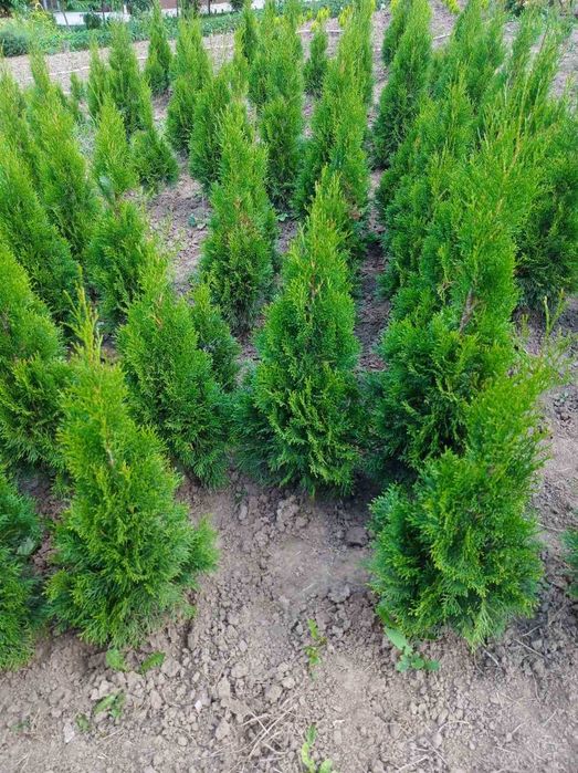 Туї смарагд, ауреа нана, ялівець козацький.