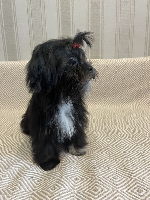 Продам хлопчіка Шит-цу