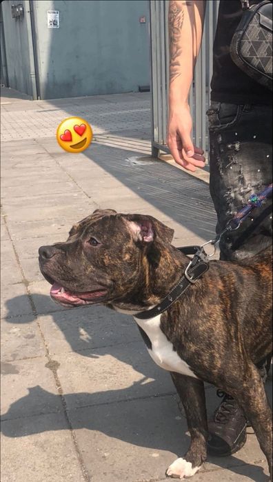 Pitbull teriee Tigrado