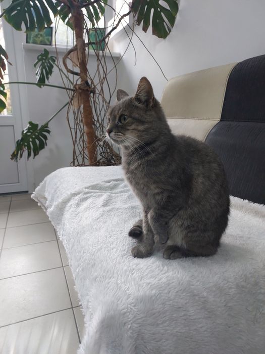 Кицюня шукає гарну родину!